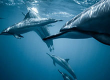 新球体育app-蓉城队前外教汉斯：中国足球需要耐心并注重细节